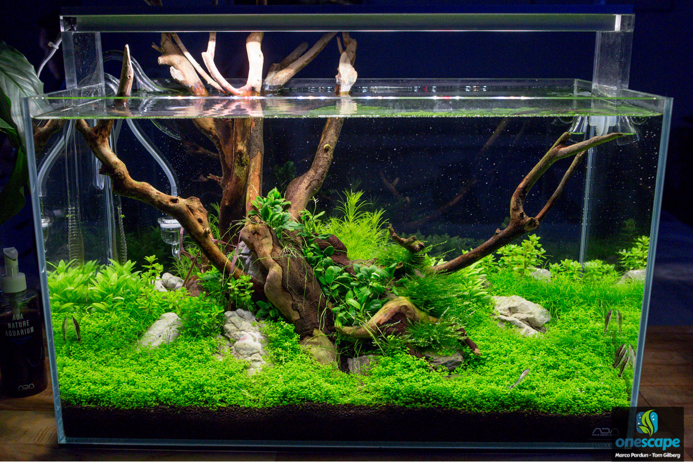 Aquarium einrichten 240l: der pflanzenaquarianer einrichtung eines ...